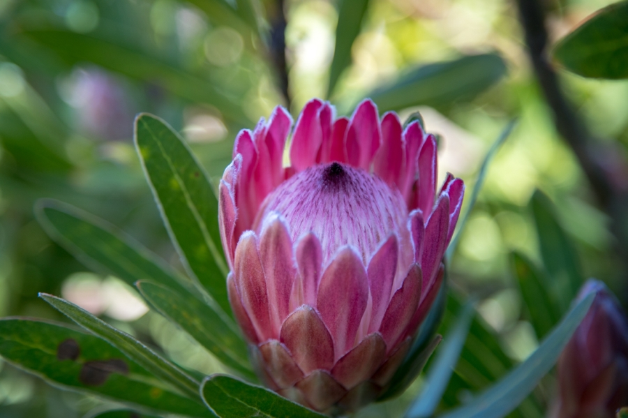 To Let 4 Bedroom Property for Rent in Hunters Home Western Cape